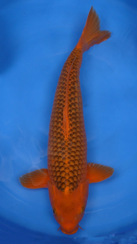 Aka Matsuba 24 inch - 240247135