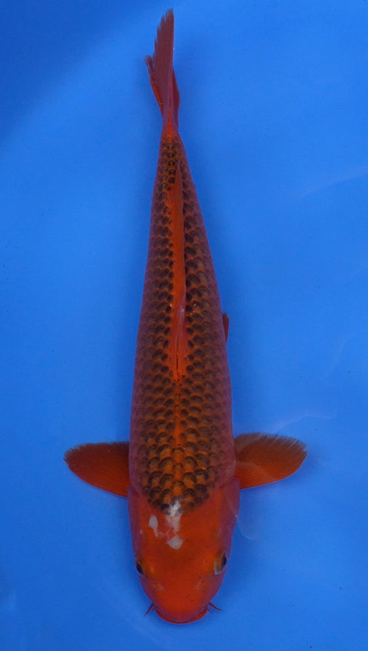 Aka Matsuba 19 inch - 240247135