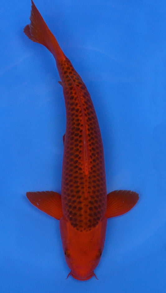 Aka Matsuba 17 inch - 240247136