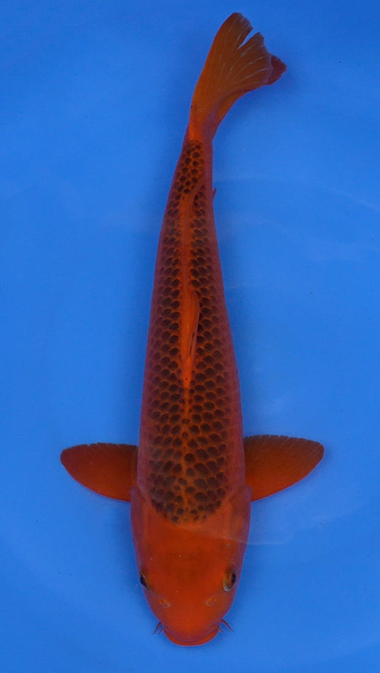 Aka Matsuba 18 inch - 240247137