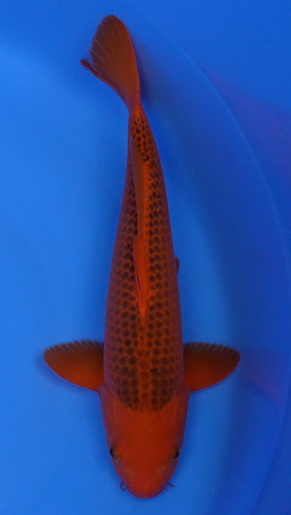 Aka Matsuba 17 inch - 240247138