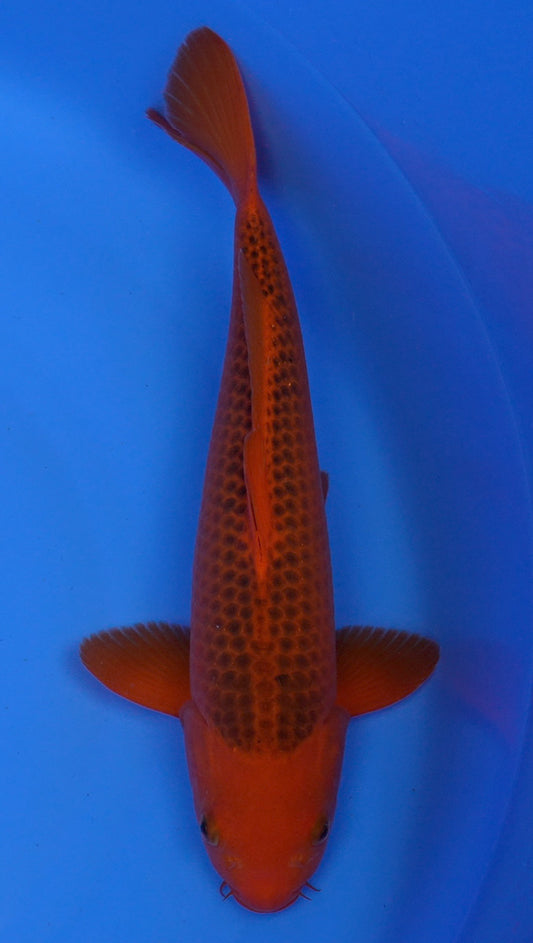 Aka Matsuba 17 inch - 240247138