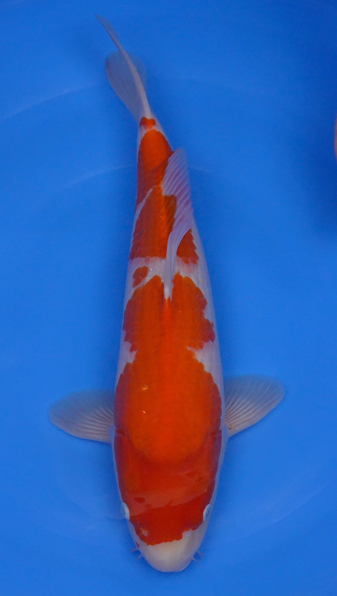 Kohaku 20 inch - 240267176