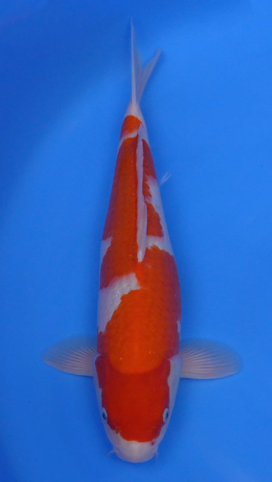 Kohaku 18 inch - 240267178