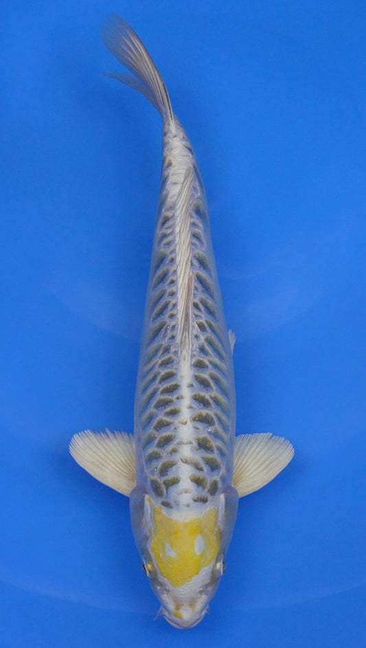 Yellow Dragon 16 inch - 240287391