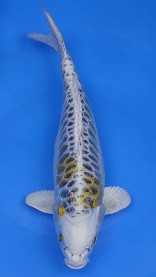 Yellow Dragon 16 inch - 240287392