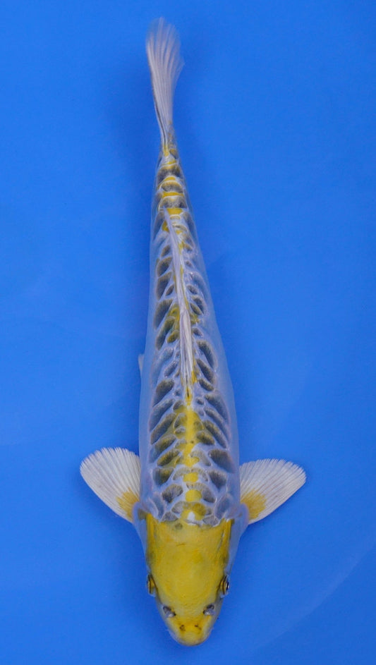Yellow Dragon 15 inch - 240287394
