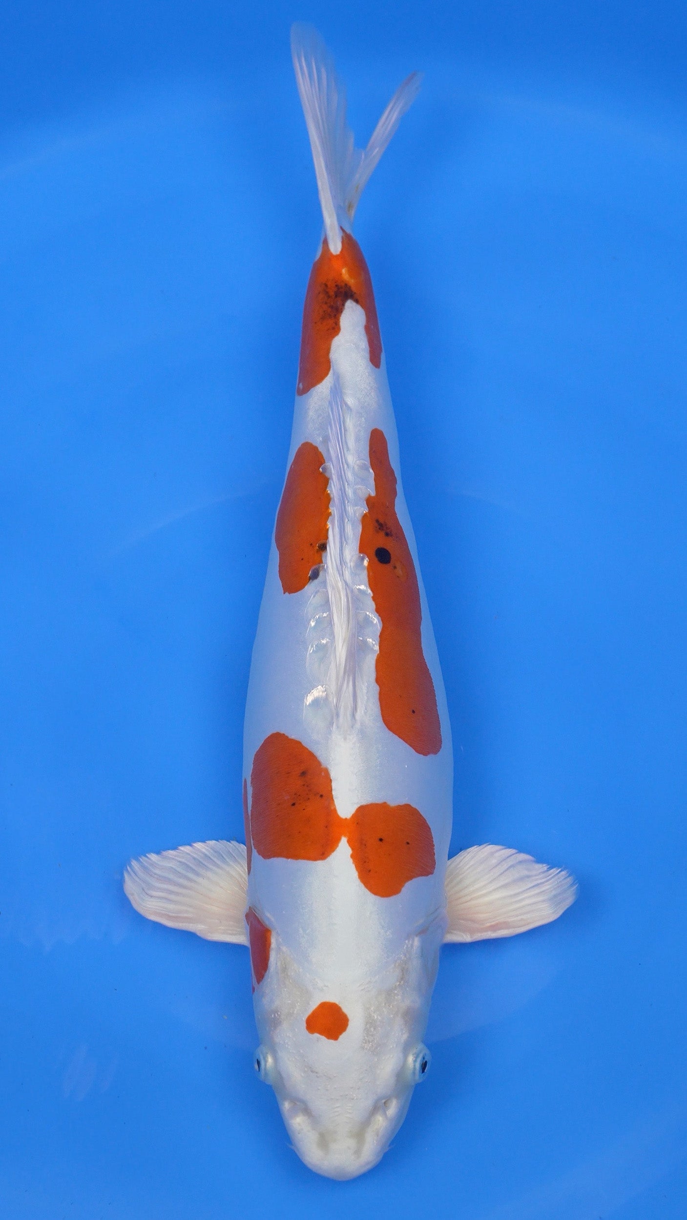 Yamato Nishiki 20 inch - 240287395