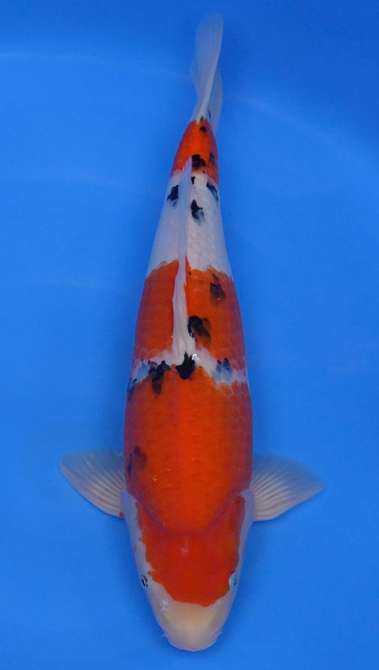 Sanke 19 inch - 240290269