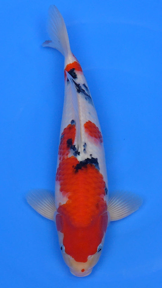 Sanke 17 inch - 240290271