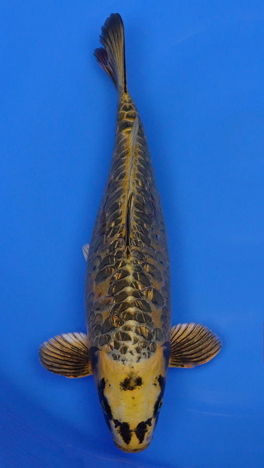Aragoke Metallic Ki Matsuba 18 inch - 240290283