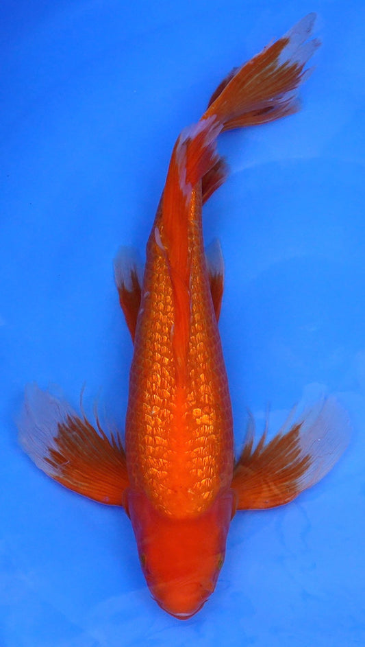 Long Fin Gin Rin  Benigoi 20 inch - 240290286
