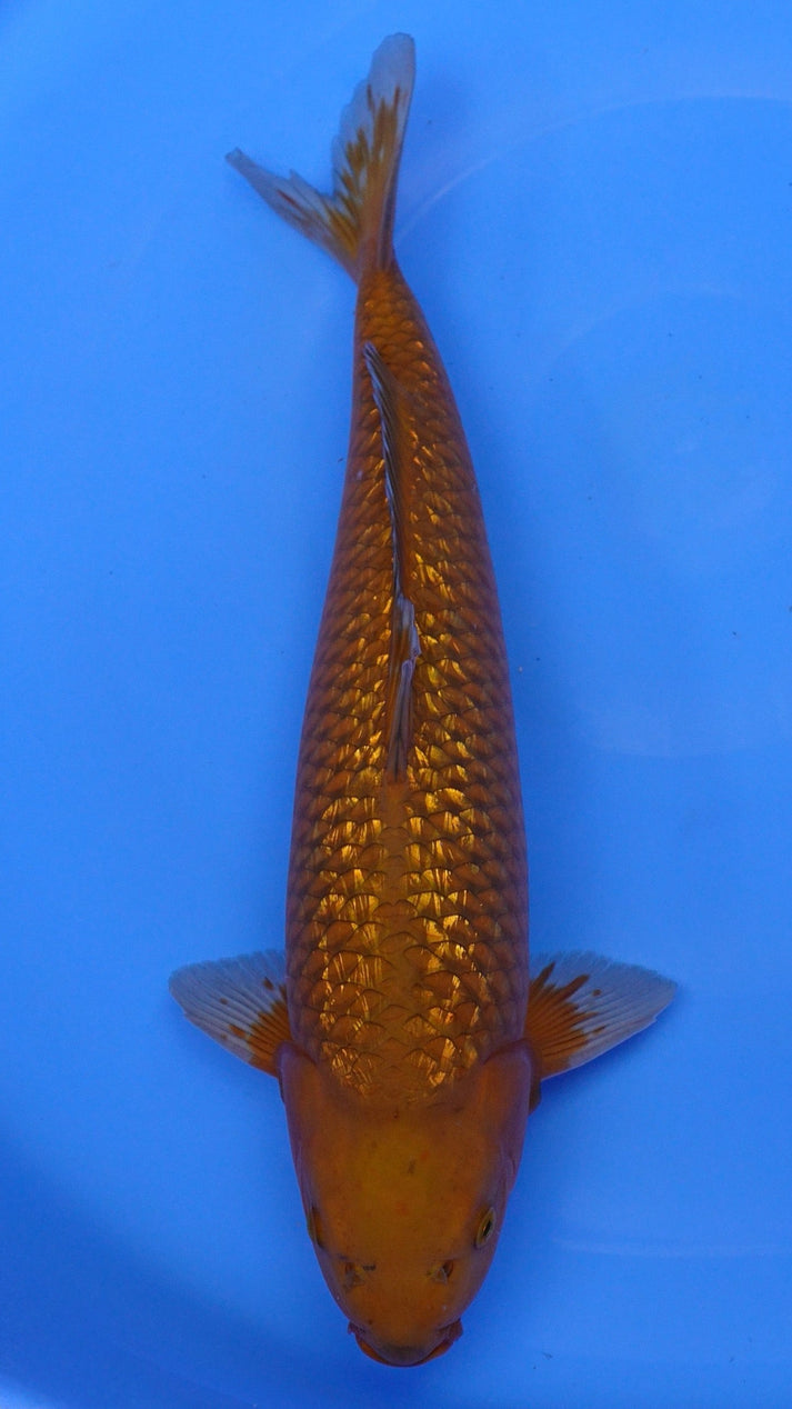 Gin Rin Chagoi 20 inches β 240290288 β Sacramento Koi