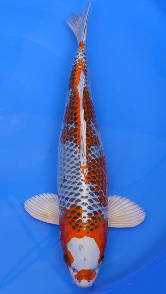 Kujaku 21 inch - 240302028