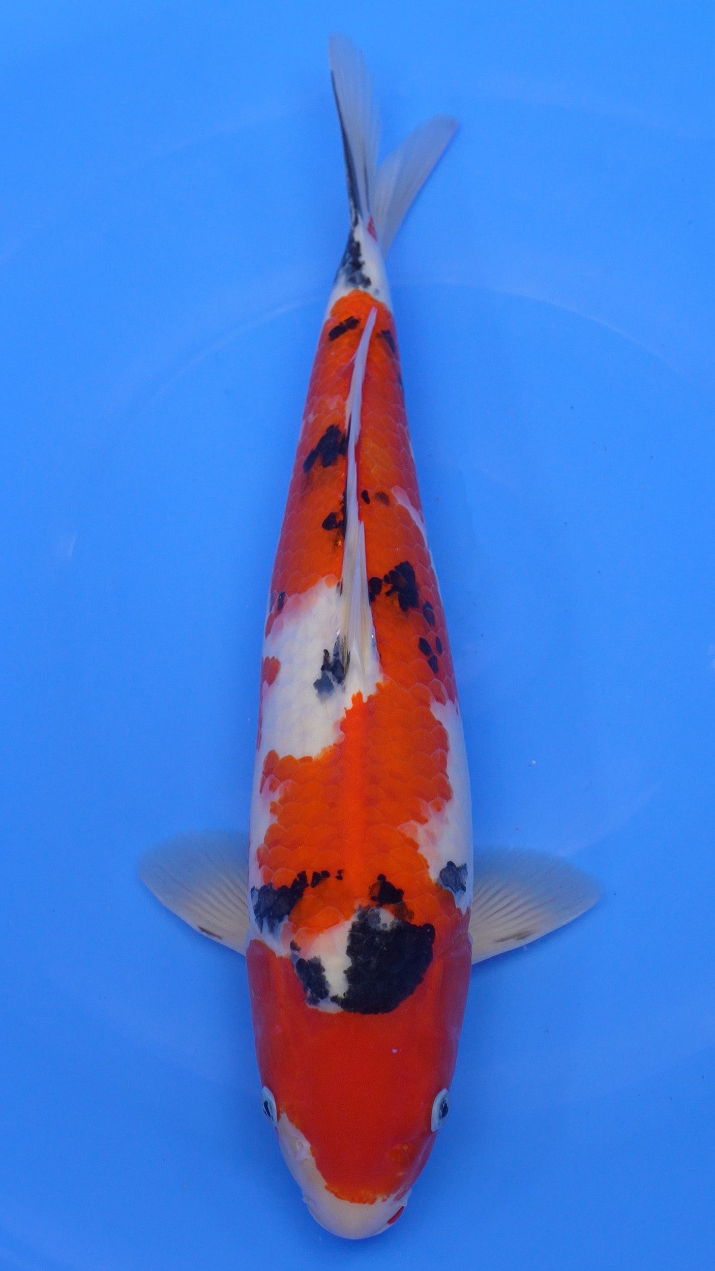 Sanke 19 inches − 240323169