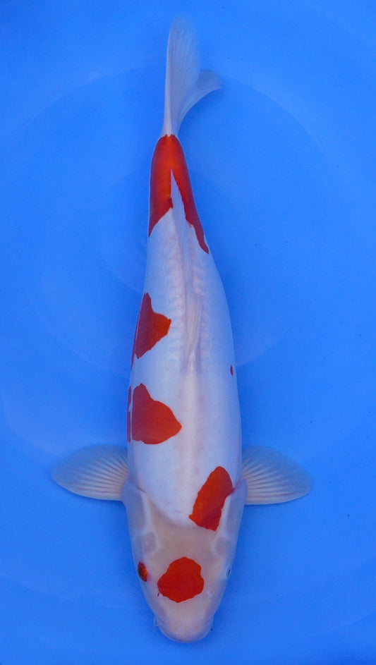 Doitsu  Kohaku 19 inch - 240323374