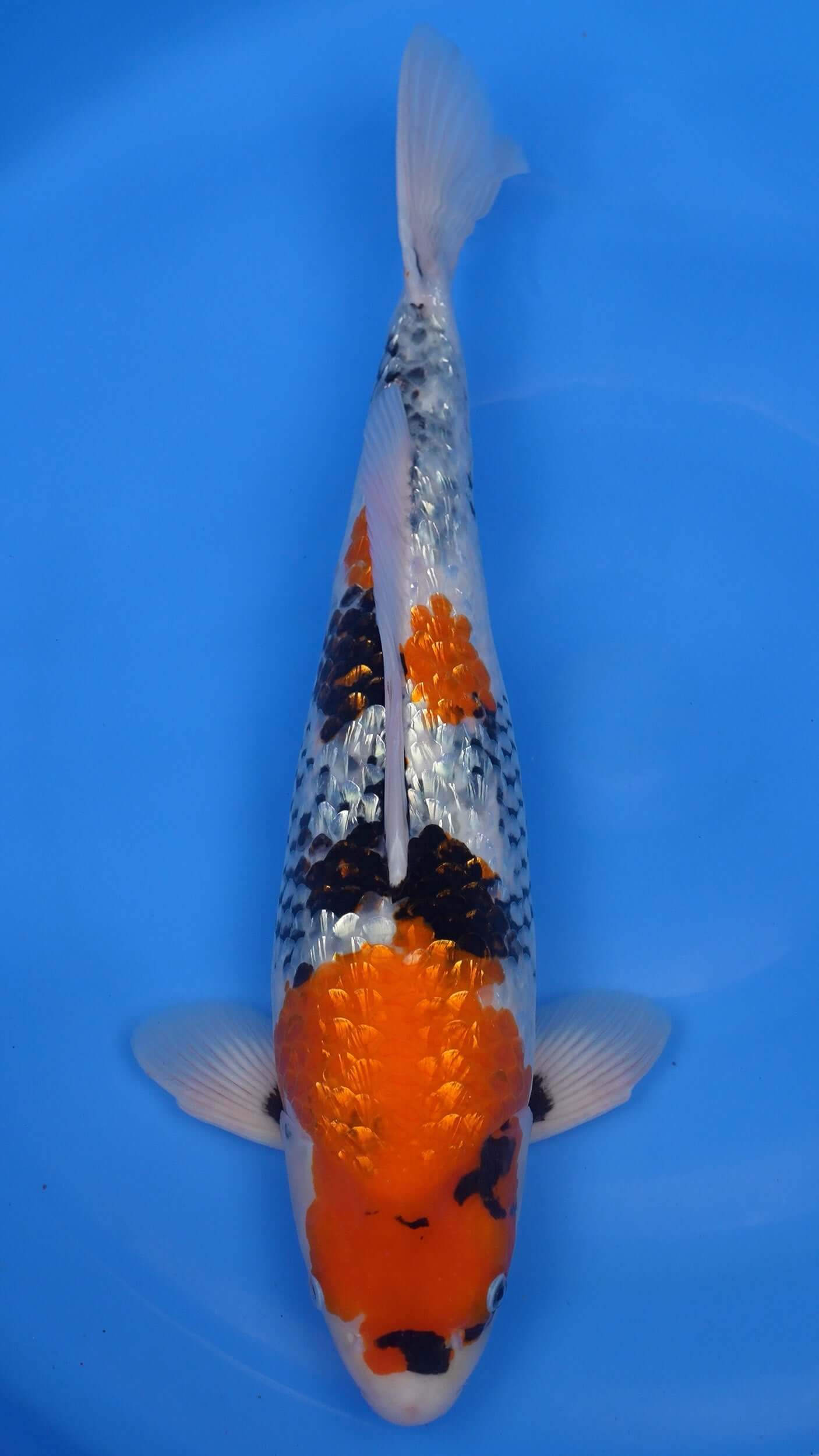 Gin Rin  Showa 22 inches − 240323375