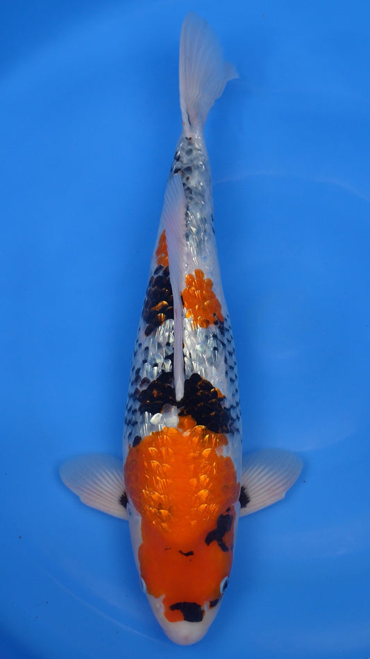 Gin Rin  Showa 22 inches − 240323375