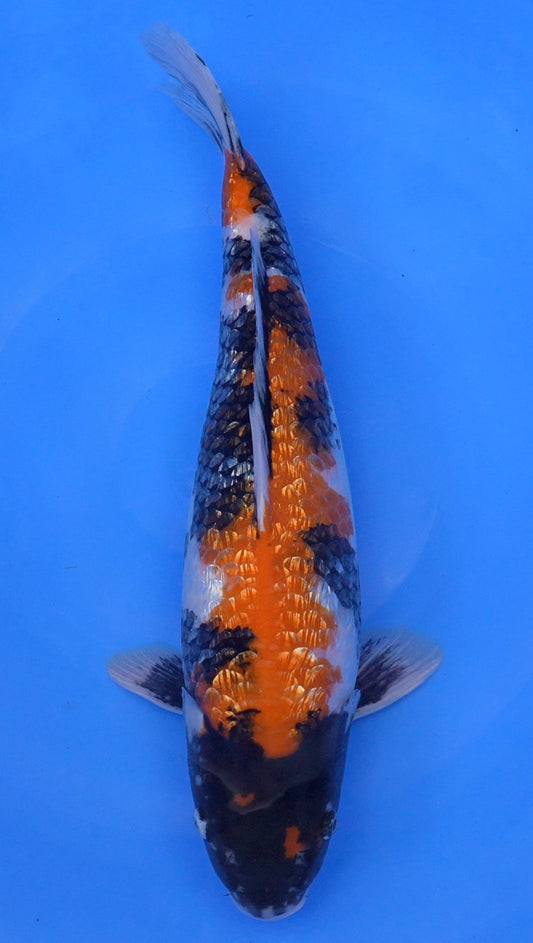 Gin Rin  Showa 22 inch - 240323376