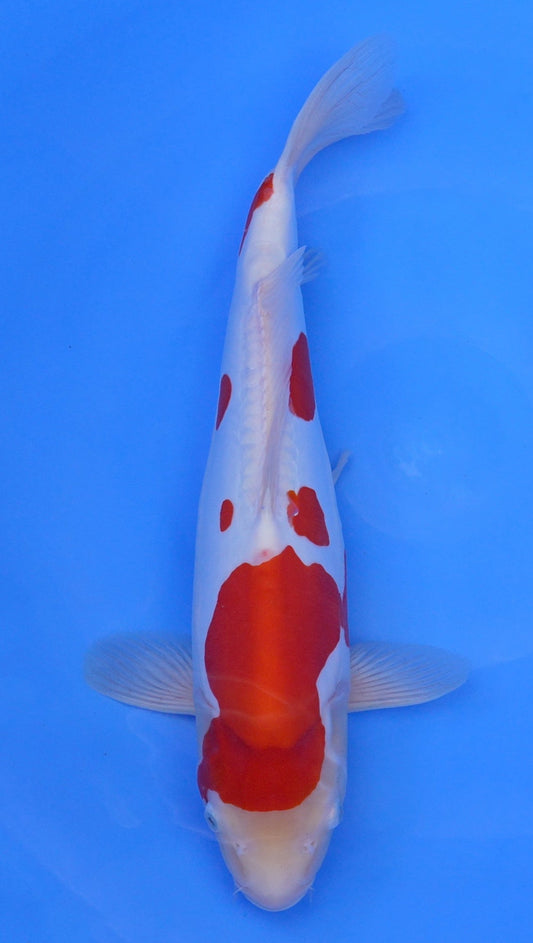 Doitsu  Kohaku 19 inch - 240323379