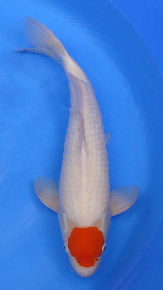 Tancho Kohaku 20 inches − 240335180