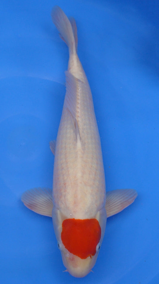 Tancho Kohaku 21 inches − 240335181