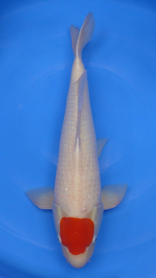 Tancho Kohaku 23 inches − 240335182