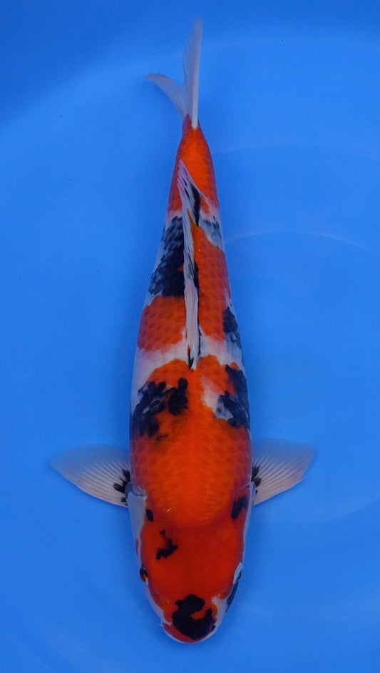 Showa 21 inch - 240335251