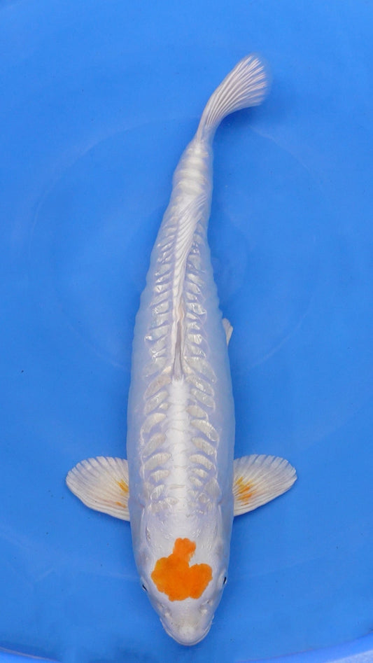 Aragoke Tancho Kikusui 22 inches − 240335279