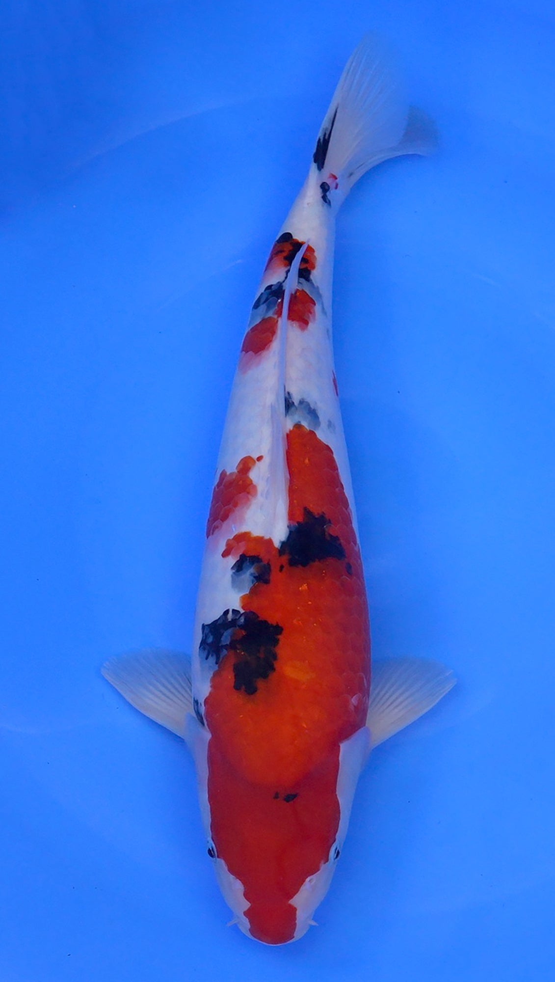 Sanke 19 inch - 240363254