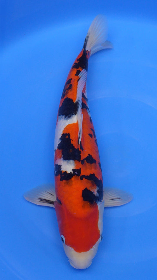 Sanke 21 inches − 240363255