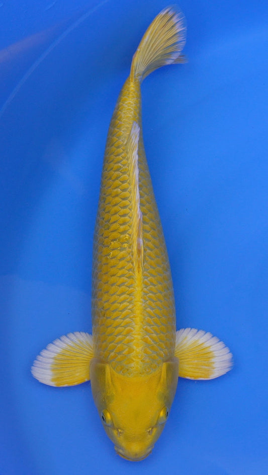 Yamabuki Ogon 19 inch - 240368015