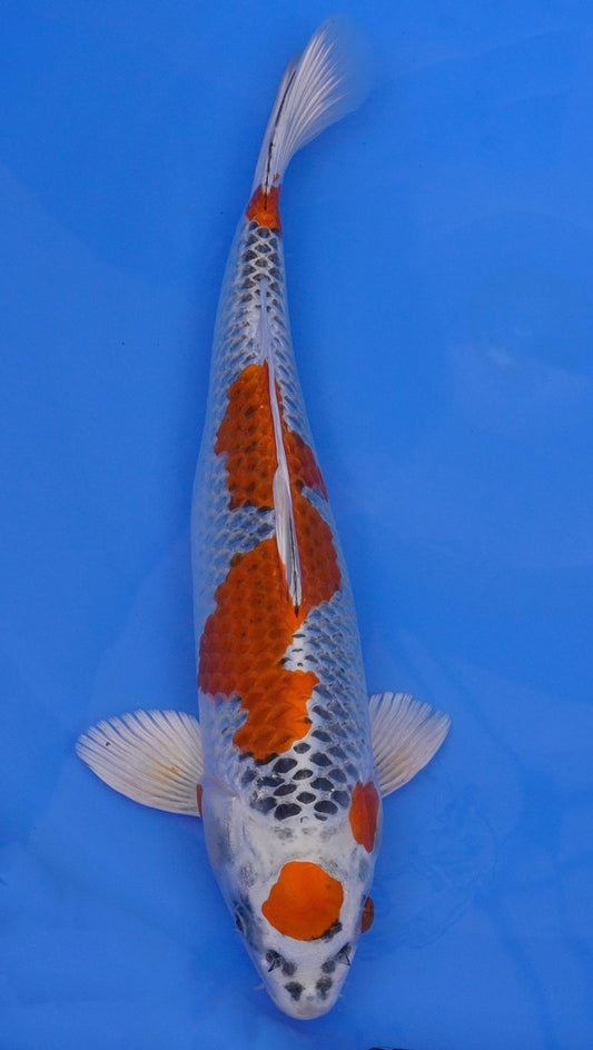 Kujaku 19 inch - 240368018