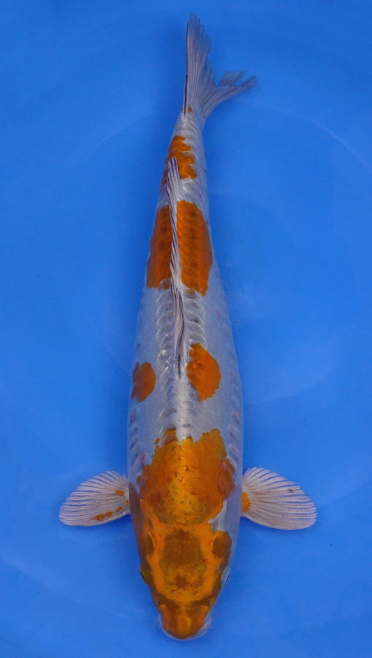Doitsu Metallic Ochiba 21 inch - 240368021