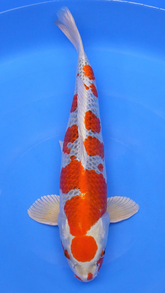 Kujaku 22 inches − 240368022