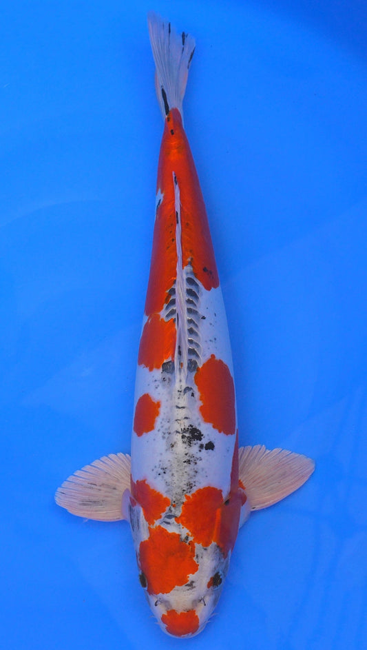 Beni Kikokuryu 22 inch - 240368023