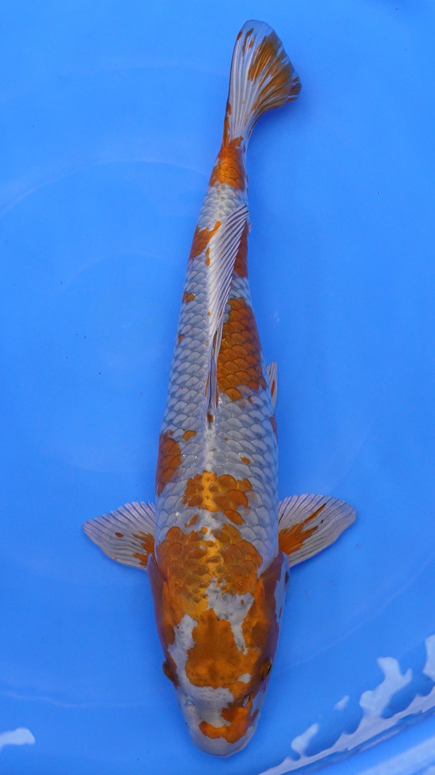 Metallic Ochiba 22 inches − 240368024