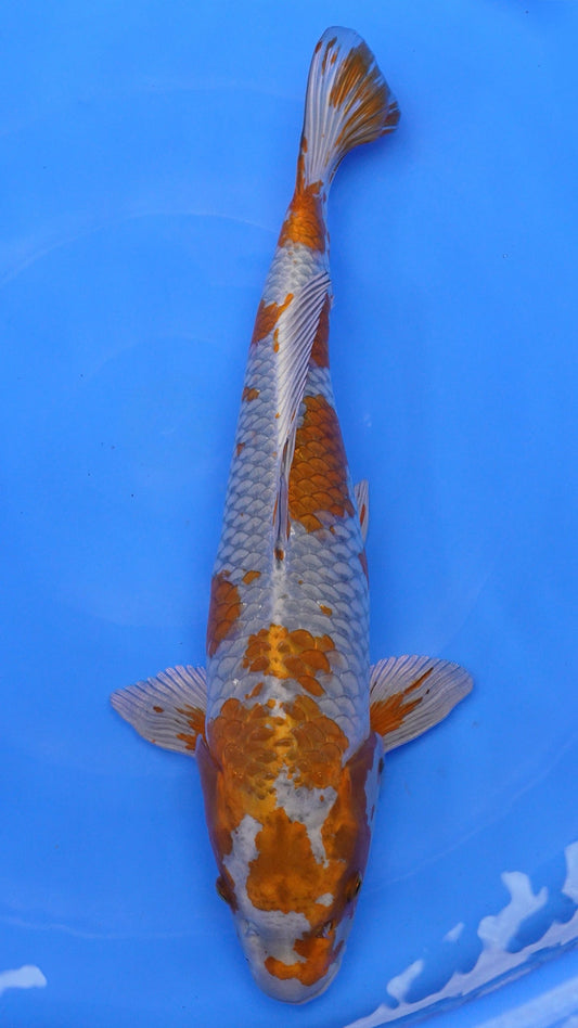 Metallic Ochiba 22 inches − 240368024