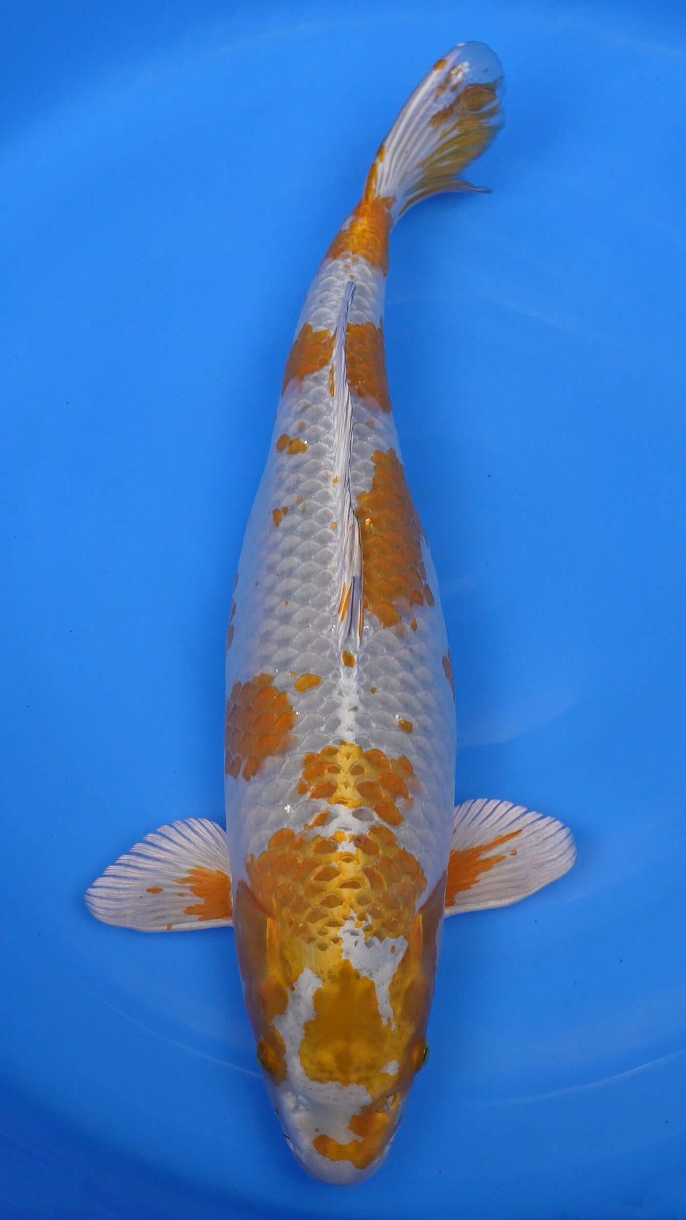 Metallic Ochiba 25 inches − 240368024