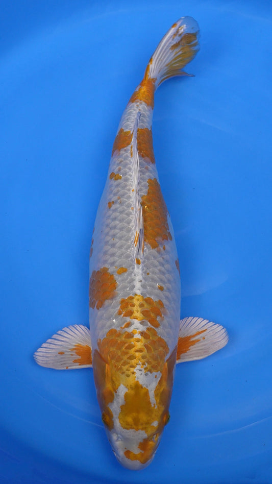 Metallic Ochiba 25 inches − 240368024