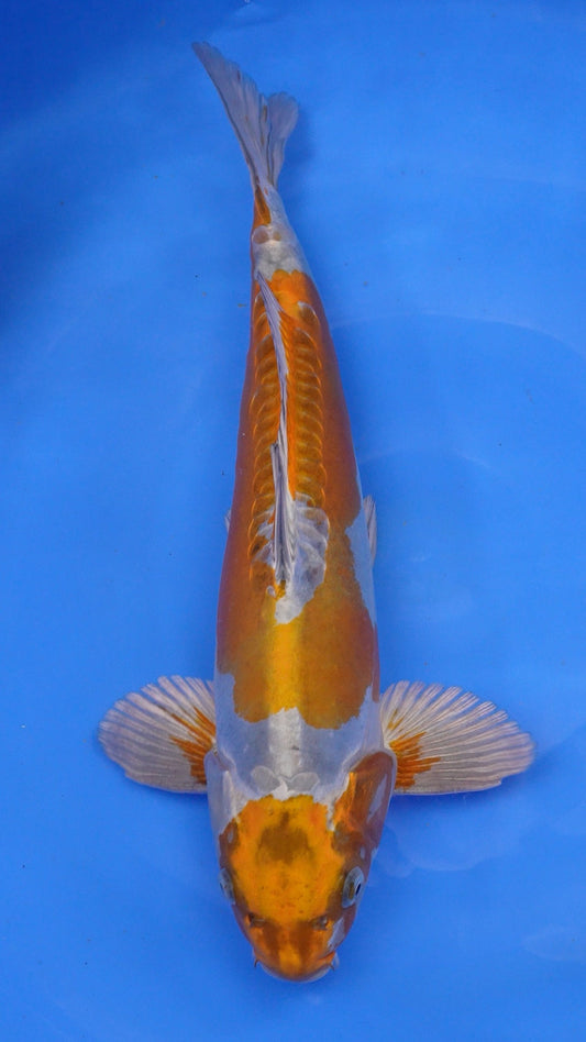 Doitsu Metallic Ochiba 21 inches − 240422029