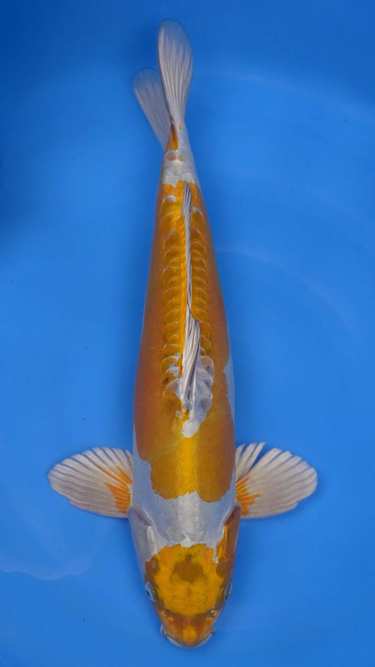 Doitsu Metallic Ochiba 23 inches − 240422029