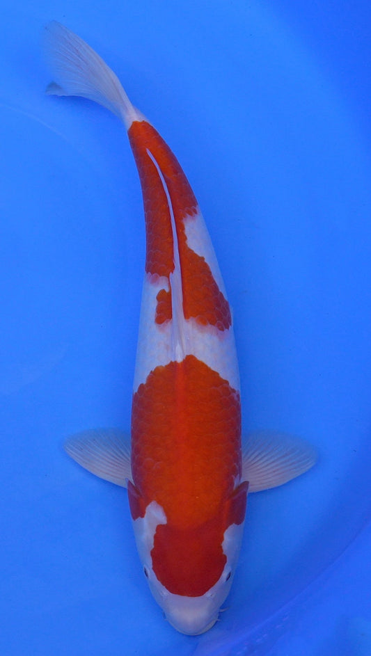 Kohaku 20 inch - 240422167