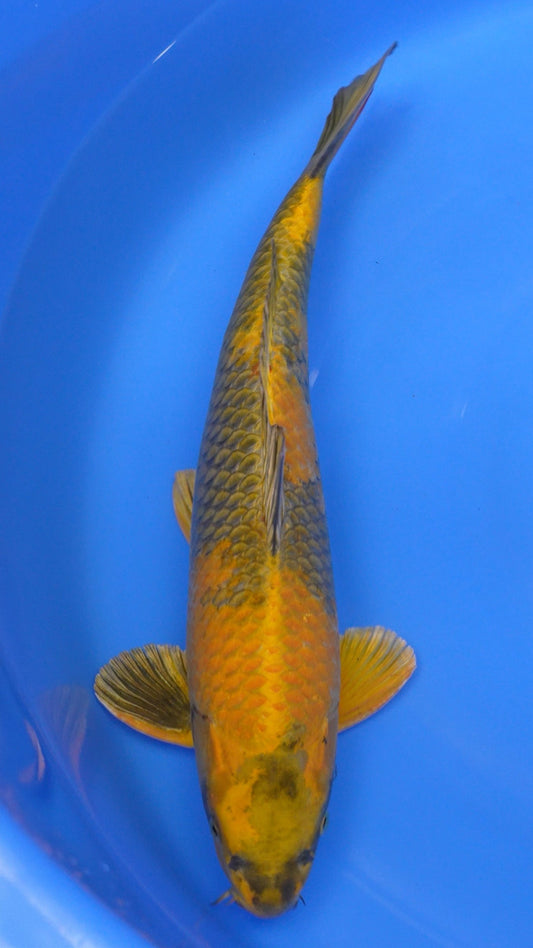 Kin Ki Utsuri  21 inches − 240422289
