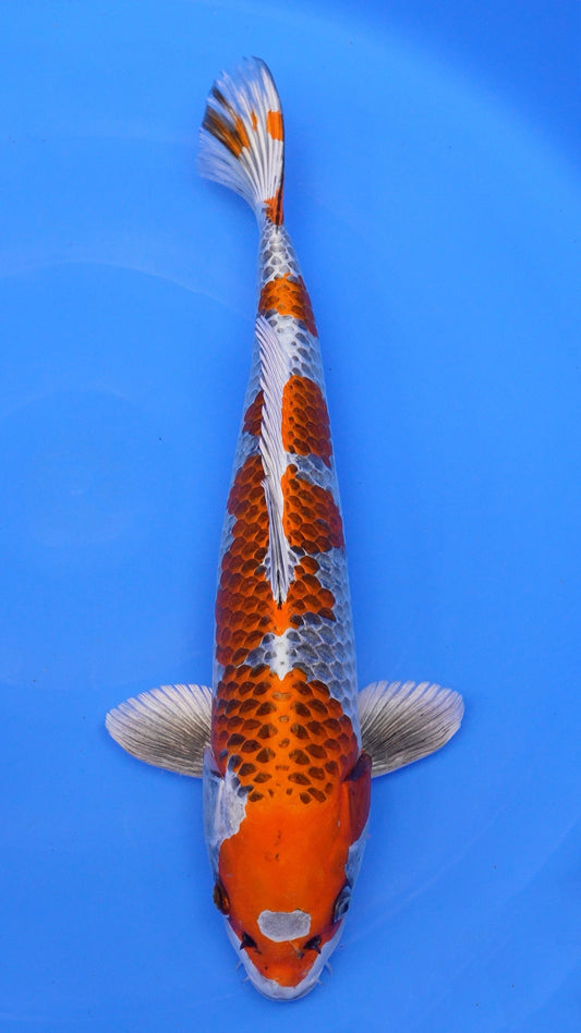 Kujaku 21 inches − 240422290