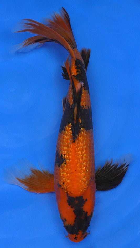 Long Fin Gin Rin Hi Utsuri  19 inch - 240422292