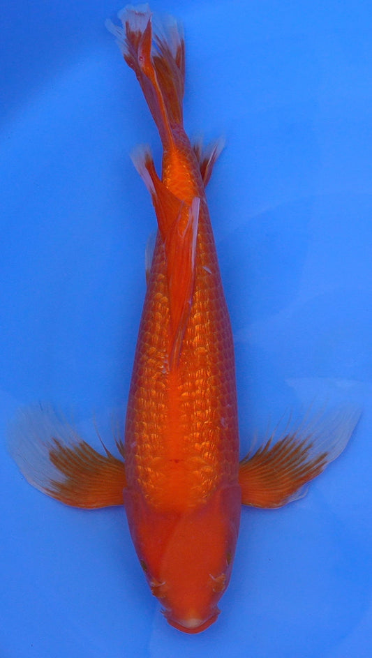 Long Fin Gin Rin  Benigoi 21 inch - 240422293