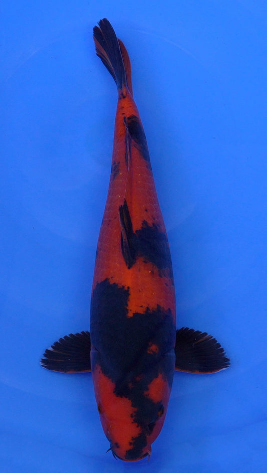 Hi Utsuri  20 inch - 240468164