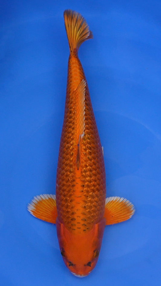 Gin Rin Metallic Kin Matsuba 18 inch - 240468295