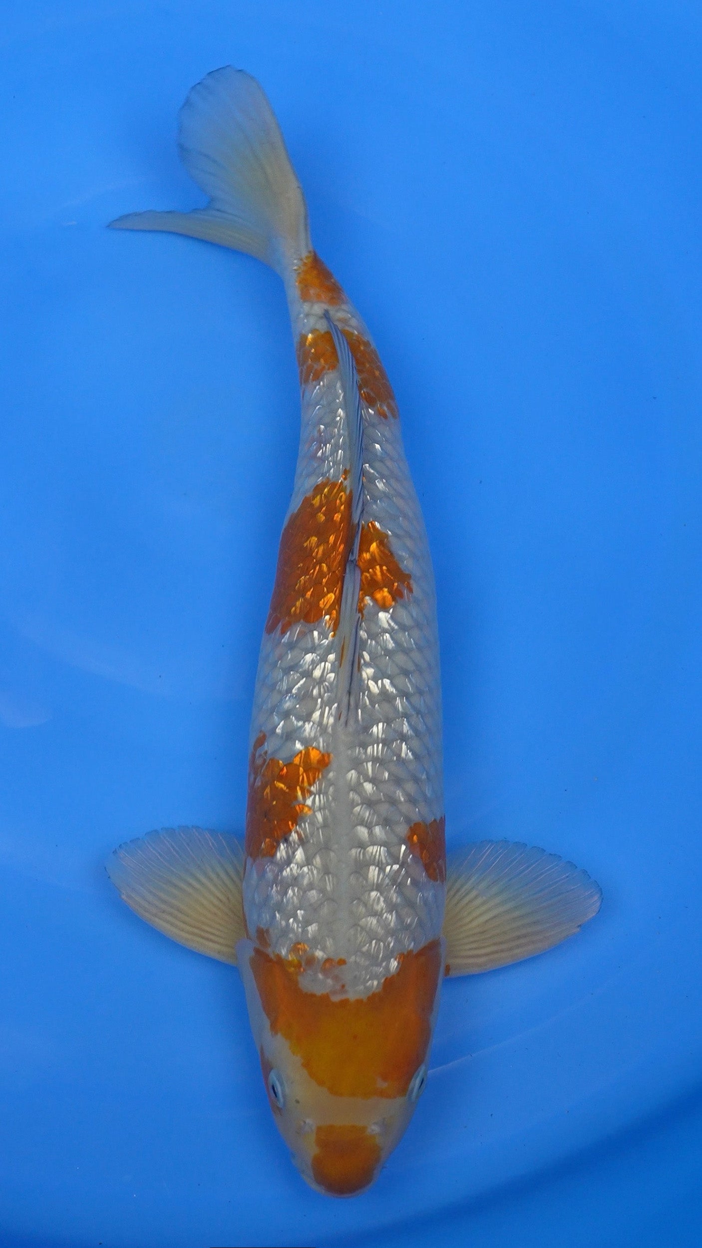 Gin Rin  Ochiba 19 inches − 240468299